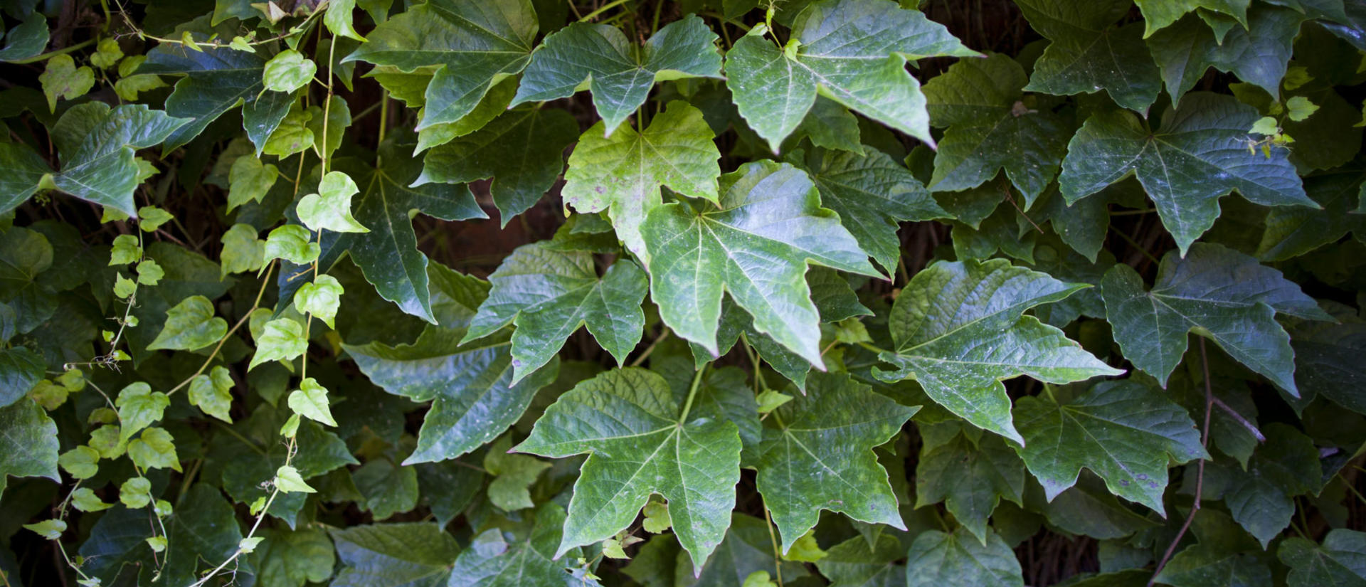 banner6.jpg